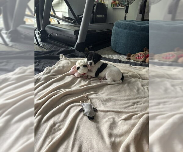 Medium Photo #2 Mutt Puppy For Sale in Bellevue, WA, USA