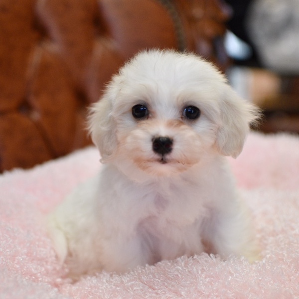 View Ad Maltese Puppy for Sale near California, LOS