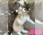 Small Photo #25 Australian Shepherd-Great Pyrenees Mix Puppy For Sale in LUCAMA, NC, USA