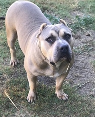 Mother of the American Bully puppies born on 01/04/2018