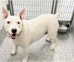 Small #1 Bull Terrier Mix
