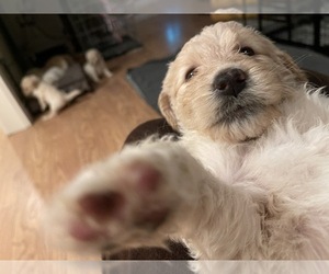 Goldendoodle Puppy for sale in DOWNEY, CA, USA