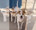 Small Photo #2 Labrador Retriever-Unknown Mix Puppy For Sale in Pena Blanca, NM, USA