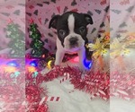 Small Photo #18 Boston Terrier Puppy For Sale in BRYANT, AL, USA