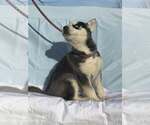 Small #2 Siberian Husky