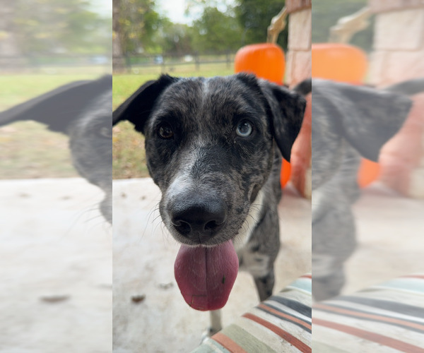 Medium Photo #7 Australian Cattle Dog Puppy For Sale in BONHAM, TX, USA