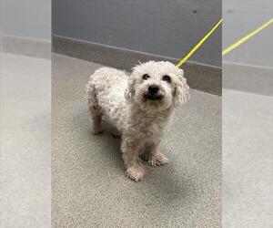 Poodle (Miniature)-Unknown Mix Dogs for adoption in Las Vegas, NV, USA