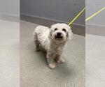 Small Poodle (Miniature) Mix