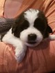 Small Photo #1 Newfoundland Puppy For Sale in ALSEN, SD, USA