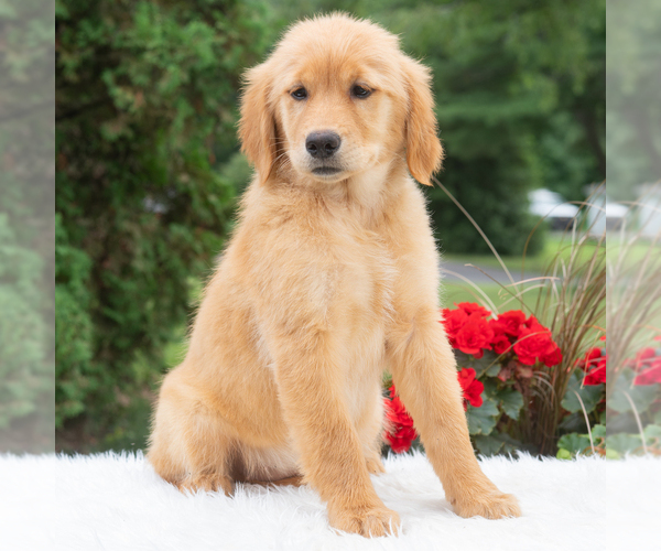 Medium Photo #3 Golden Retriever Puppy For Sale in NEWPORT, PA, USA