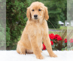Small #2 Golden Retriever