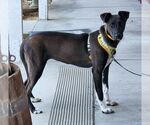 Small #5 Doberman Pinscher Mix