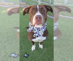 Mutt Dogs for adoption in Downey, CA, USA