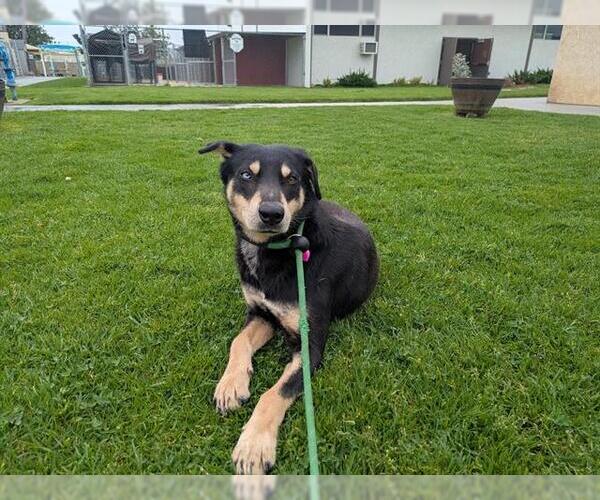 Medium Photo #2 German Shepherd Dog-Unknown Mix Puppy For Sale in Camarillo, CA, USA