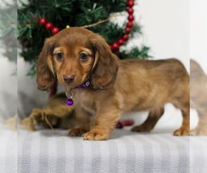 Dachshund Puppy for sale in ANNVILLE, PA, USA