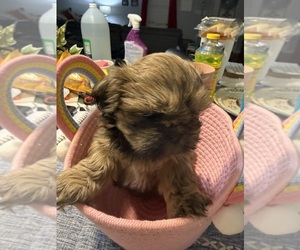 Shih Tzu Puppy for sale in CANTONMENT, FL, USA