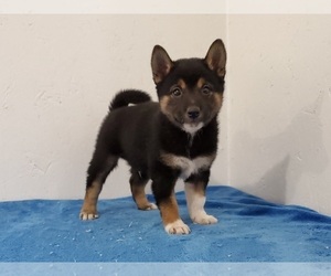 Shiba Inu Puppy for sale in CLARK, MO, USA