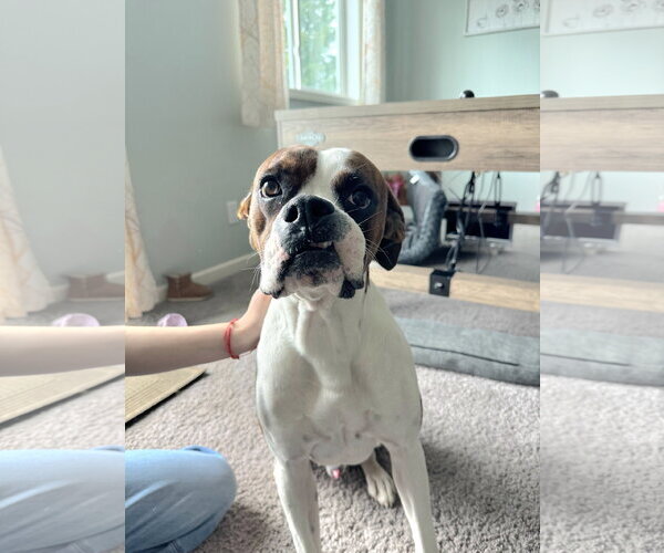 Medium Photo #2 Boxer Puppy For Sale in Woodbury, MN, USA