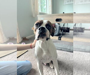 Rory *In a Foster to Adopt Home* - Male Boxer Dog for Adoption - Photo #2