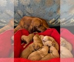 Small #1 Golden Retriever