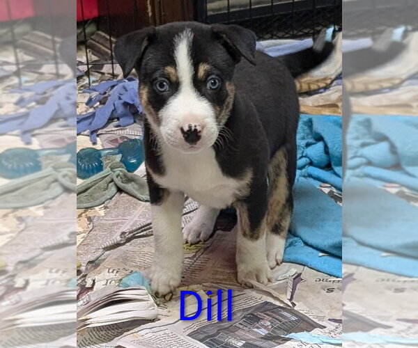 Medium Photo #4 Mutt Puppy For Sale in Des Moines, IA, USA