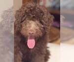 Small Labradoodle