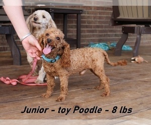 Father of the Cavapoo puppies born on 03/16/2025