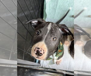 American Staffordshire Terrier-Unknown Mix Dogs for adoption in Holly Springs, NC, USA