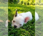 Small Photo #6 French Bulldog Puppy For Sale in LINDEN, TN, USA