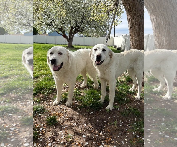 Medium Photo #2 - Mix Puppy For Sale in Bountiful, UT, USA