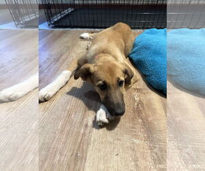 German Shepherd Dog-Unknown Mix Dogs for adoption in Overland Park, KS, USA