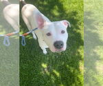 Small #1 Bullboxer Pit