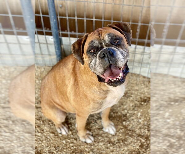 Medium Photo #1 Boxer Puppy For Sale in Austin, TX, USA