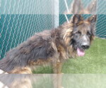 ROKI - Male German Shepherd Dog Dog for Adoption - Small photo