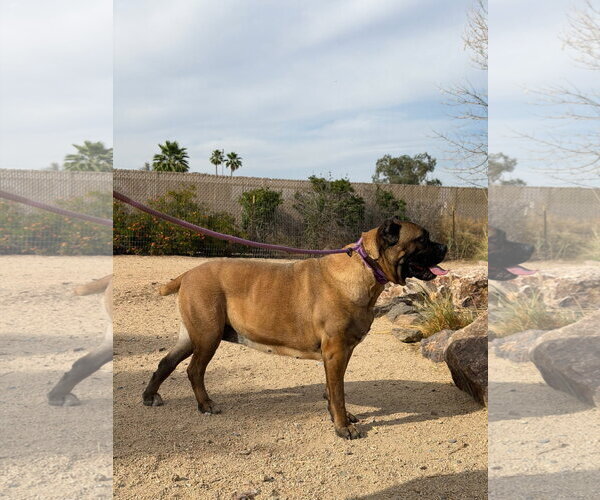 Medium Photo #3 Mutt Puppy For Sale in Goodyear, AZ, USA