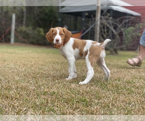 Brittany Puppy for Sale in ORRUM, North Carolina USA