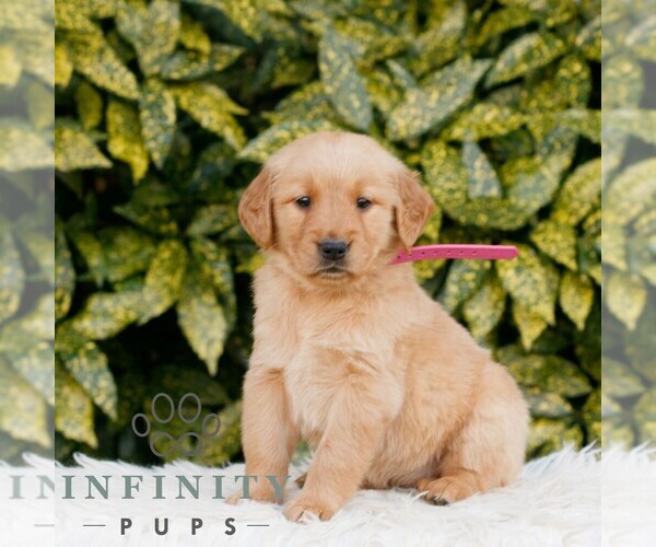Medium Photo #1 Golden Retriever Puppy For Sale in NEW HOLLAND, PA, USA