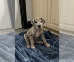 Small Photo #1 Great Dane Puppy For Sale in SHREVEPORT, LA, USA