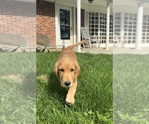 Golden Retriever Puppy for sale in NEOLA, WV, USA