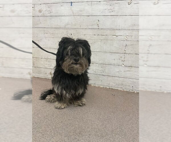 Medium Photo #1 Mutt Puppy For Sale in San Bernardino, CA, USA