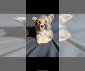 Pembroke Welsh Corgi Puppy for sale in SHERMAN, TX, USA