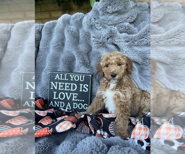 Medium Photo #3 Doodle-Goldendoodle Mix Puppy For Sale in LA QUINTA, CA, USA