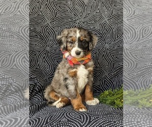 Bernedoodle (Miniature) Puppy for Sale in OXFORD, Pennsylvania USA