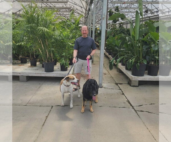 Medium Photo #10 Mutt Puppy For Sale in Gretna, NE, USA