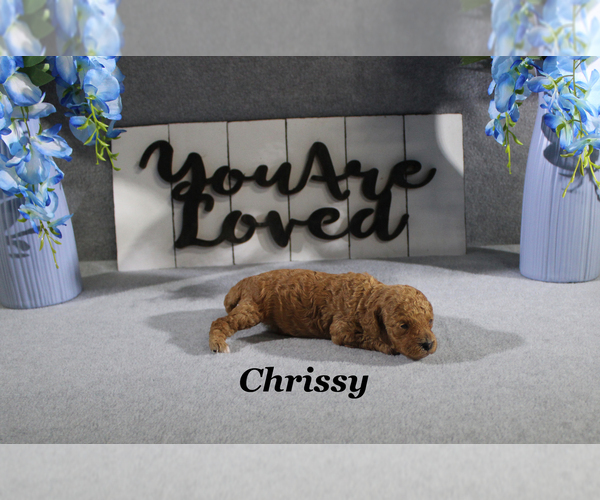 Medium Photo #4 Poodle (Toy) Puppy For Sale in CHANUTE, KS, USA