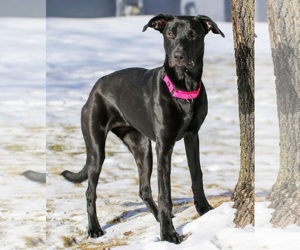 Medium Photo #1 Mutt Puppy For Sale in Duluth, MN, USA