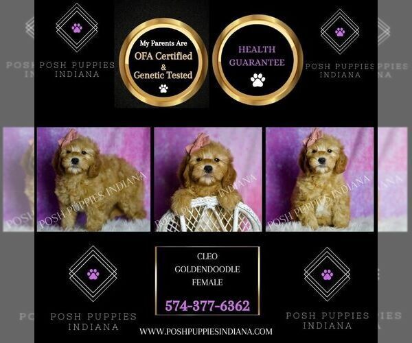Medium Photo #2 Goldendoodle (Miniature) Puppy For Sale in WARSAW, IN, USA
