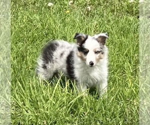 Shetland Sheepdog Puppy for sale in FORT MORGAN, CO, USA