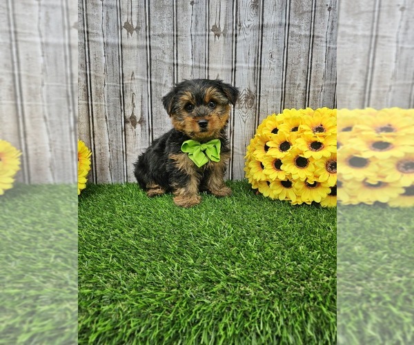Medium Photo #1 Yorkshire Terrier Puppy For Sale in GRAND RAPIDS, MI, USA