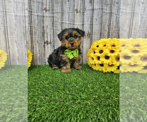 Yorkshire Terrier Puppy for sale in GRAND RAPIDS, MI, USA